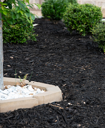 Black Mulch