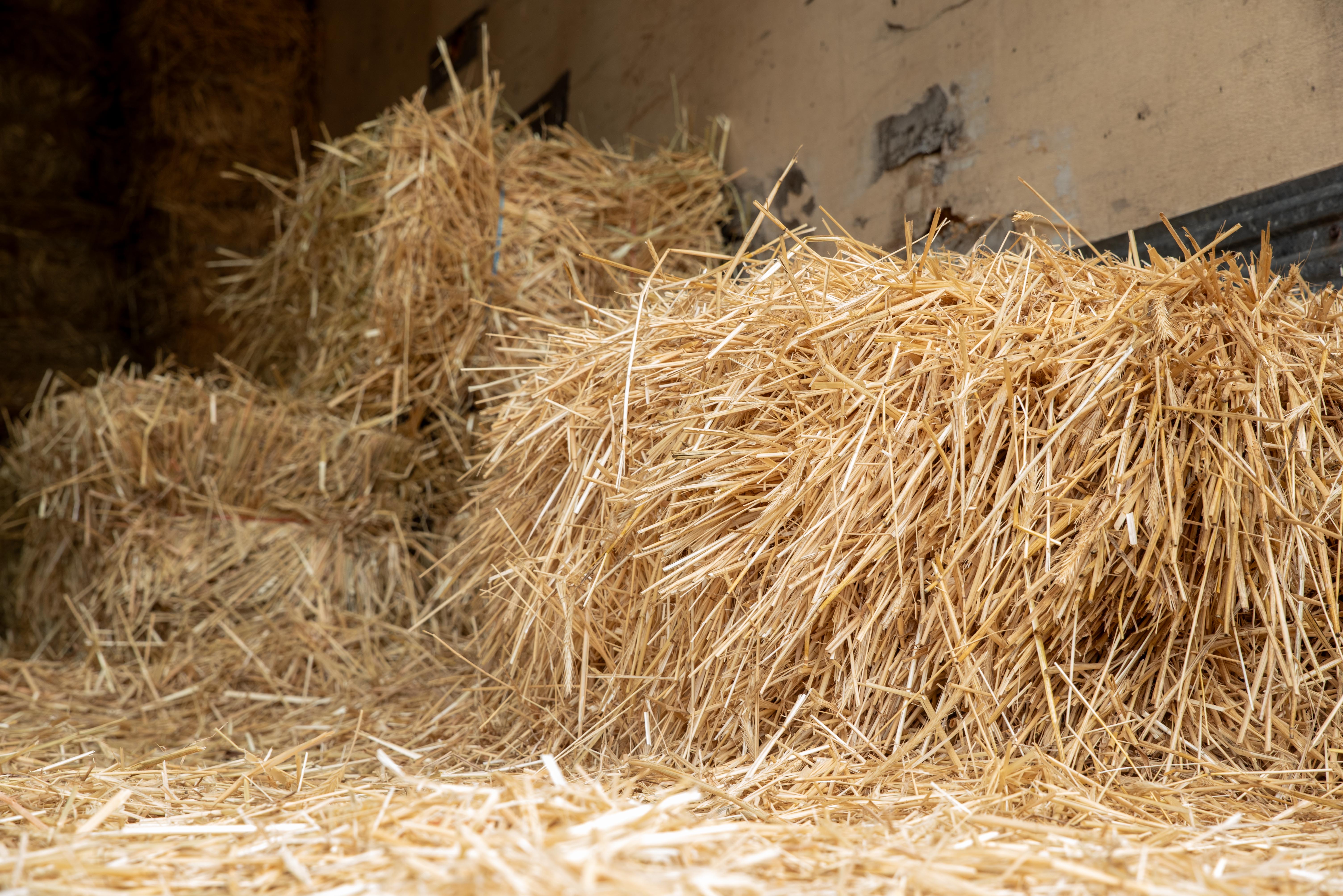Wheat Straw