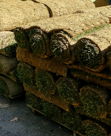 Zeon Zoysia Sod - Pallet
