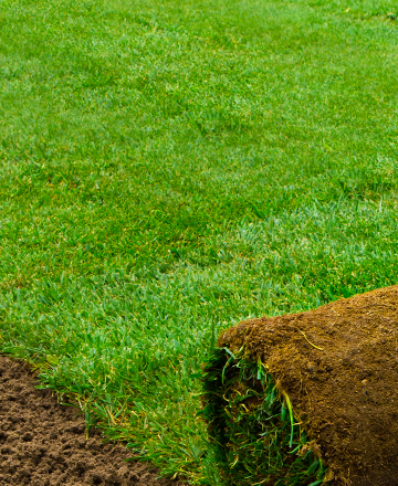 Zeon Zoysia Sod - Pallet
