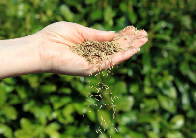How to Plant Grass Seed