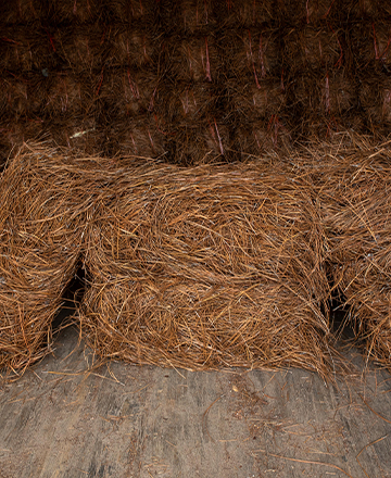 Long Needle Pinestraw