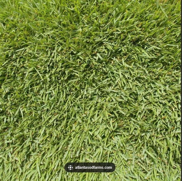 Meyer Zoysia 