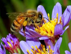 How to Create a Pollinator-Friendly Garden: