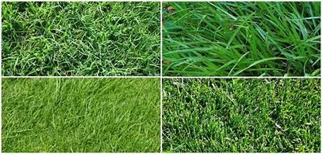 How to Choose the Right Grass Type